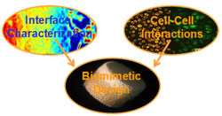 Orthopaedic Interface Tissue Engineering