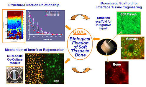 Interface Tissue Engineering Schematic